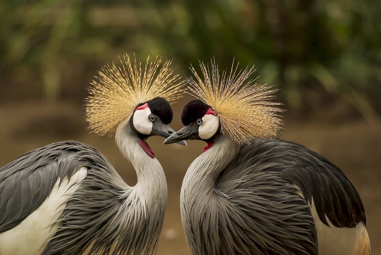 A close-up of two grey crowned cranes displaying elegant plumage in a natural setting.